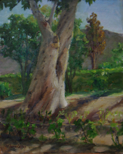 Eucalyptus In Morning Light